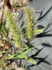 Setaria viridis