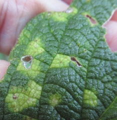 Pachypsylla celtidisvesicula