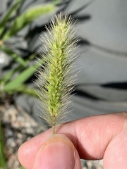 Setaria viridis