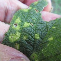 Pachypsylla celtidisvesicula