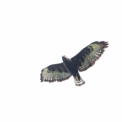 Buteo brachyurus