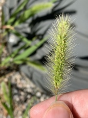 Setaria viridis