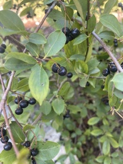 Aronia melanocarpa