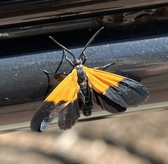 Lycomorpha pholus
