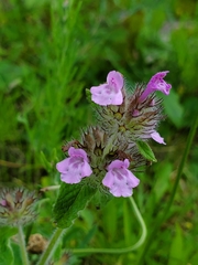 Clinopodium vulgare