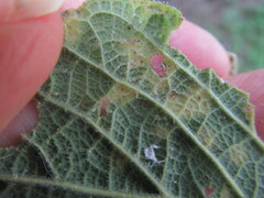 Pachypsylla celtidisvesicula