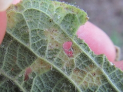 Pachypsylla celtidisvesicula