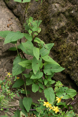 Scrophularia auriculata