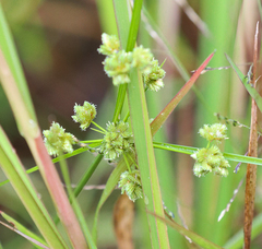 Cyperus pseudovegetus