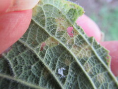 Pachypsylla celtidisvesicula