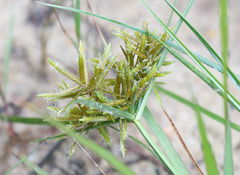 Cyperus polystachyos