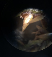 Cyperus polystachyos