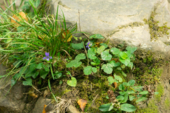 Viola riviniana