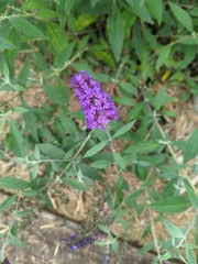Buddleja davidii