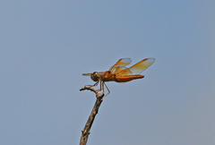 Perithemis