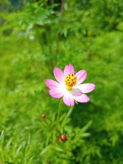Cosmos caudatus