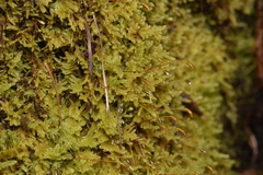 Stereodon subimponens