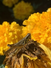 Melanoplini