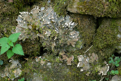 Peltigera praetextata