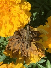 Melanoplini
