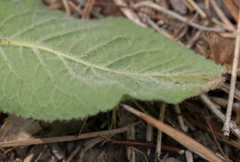 Elephantopus tomentosus