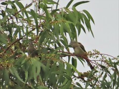 Ptiliogonys cinereus