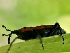Rhodobaenus