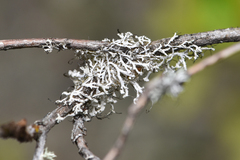 Physcia tenella