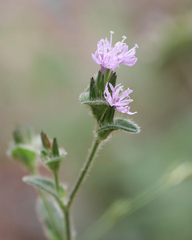 Elephantopus tomentosus