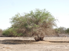 Prosopis tamarugo
