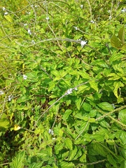 Stachytarpheta