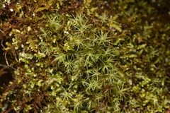 Bartramia pomiformis
