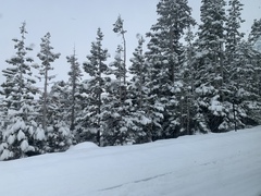 Sequoia