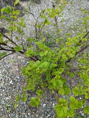 Physocarpus capitatus