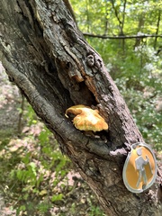 Pholiota aurivella
