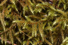 Rhytidiadelphus loreus