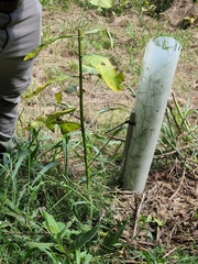 Asclepias syriaca