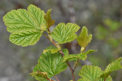 Physocarpus capitatus