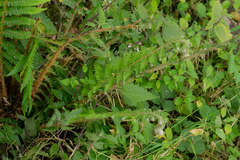 Polystichum setiferum