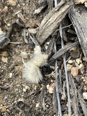 Dasymutilla sackenii
