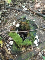 Entoloma abortivum