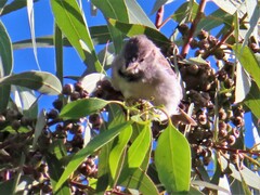 Passer domesticus