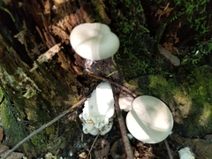 Entoloma abortivum