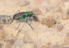 Cicindela splendida
