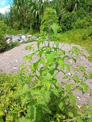 Mesosphaerum suaveolens