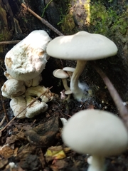 Entoloma abortivum