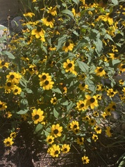 Rudbeckia triloba