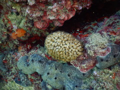 Cladocora caespitosa