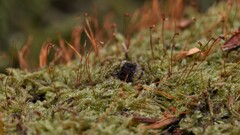 Hypnum circinale