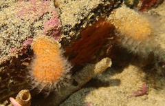 Alcyonium digitatum